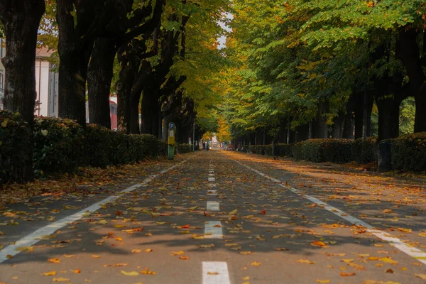 Düşen yapraklarla dolu bir bisiklet yolu.