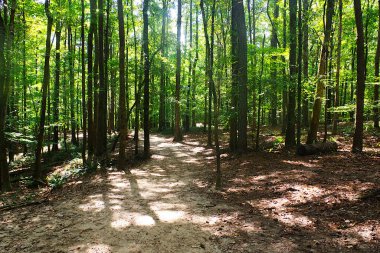Burası açıkça ayırt edilebilir geniş bir patika ya da ince bir ormanın içinden geçen patika. Ağaçlardan süzülen ve yolu aydınlatan güneş ışınları var..