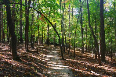 Burası açıkça ayırt edilebilir dar bir patika ya da ağaçlık bir ormanda yol. Yolun üzerinde eğilmiş küçük bir ağaç var, doğal bir kemer yolu oluşturuyor.. 