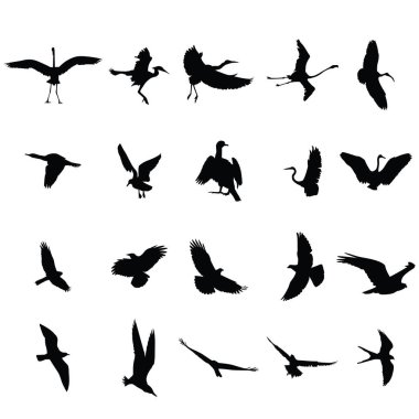 Kuşların siluetleri farklı kuş siluetleri.