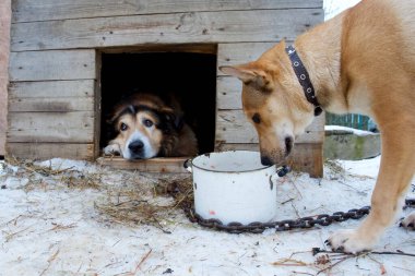 Köpek kulübesinde başka bir köpeğin onun kasesinden yemek yemesini izliyor.