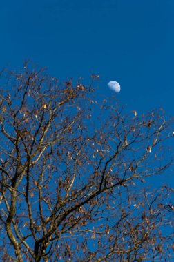 Ağaçların dallarının üstündeki beyaz ay.