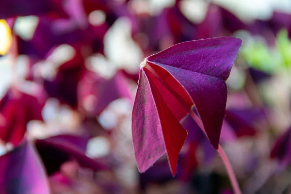 Üçgen doru denilen mor bir bitki.