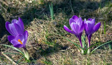 Yeşil bir çayırda yetişen mor timsahlar.