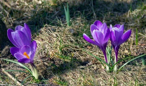 Yeşil bir çayırda yetişen mor timsahlar.