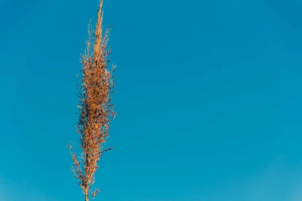 Ostrze Trawy Odizolowane Błękitnym Niebie — Zdjęcie stockowe