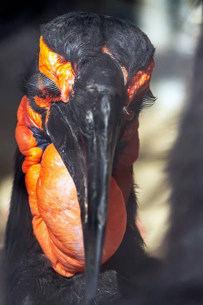 Uzun kirpikli kuş kafası