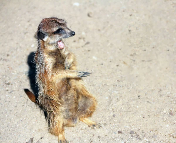 Meerkat Figyelmeztet Másokat Veszélyre — Stock Fotó