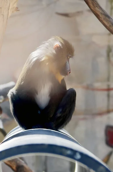 Macaco Sentado Tubo Concreto Olhando Para Baixo — Fotografia de Stock