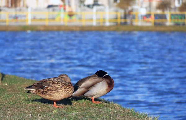 Vahşi ördekler göletin kıyısında güneşleniyor.
