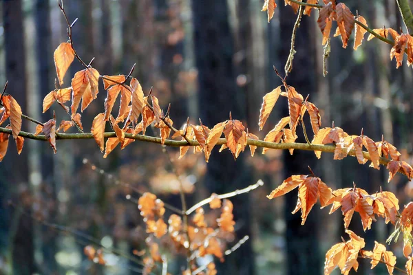 Sonbaharın renklerinde yapraklar rüzgarda dalgalanıyor.