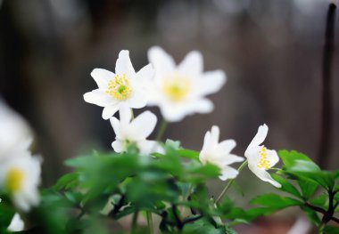 Bahçedeki beyaz çiçekler koyu bir arka planda izole edilmiş.