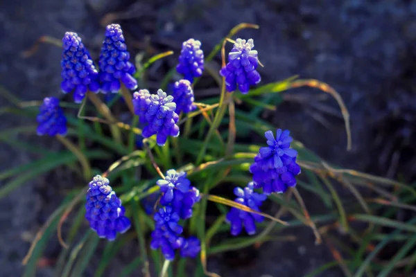 Polonya 'daki bahçede yetişen mavi çiçekler.