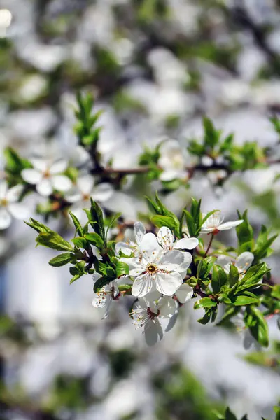 White Flowers Growing Cherry Tree Branch Somewhere Poland — ストック写真