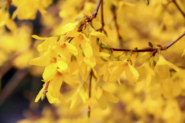 Żółte Kwiaty Rosnące Gałązkach Gdzieś Polsce — Zdjęcie stockowe