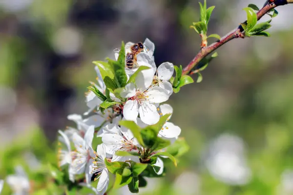Wasp Perched Cherry Blossom Somewhere Garden — ストック写真