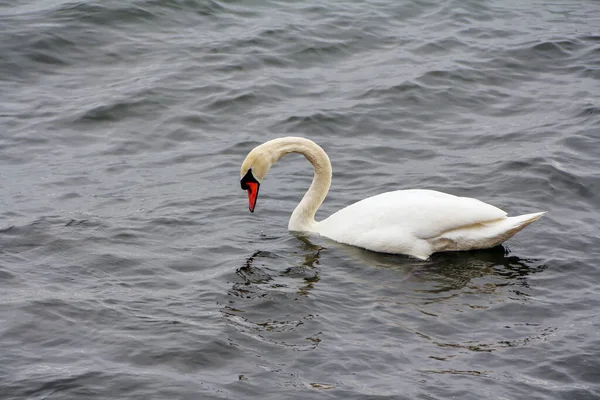 Swan Plavání Moři Gdyni Polsku — Stock fotografie