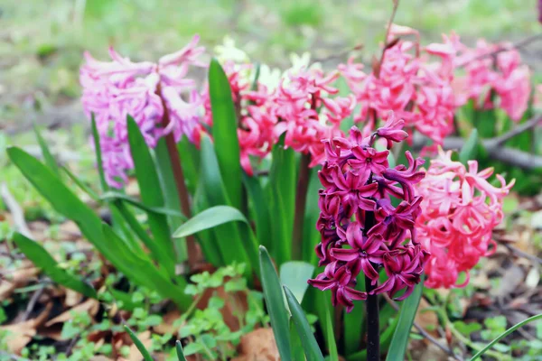 ポーランドのどこかの庭の紫とピンクのヒヤシンス — ストック写真