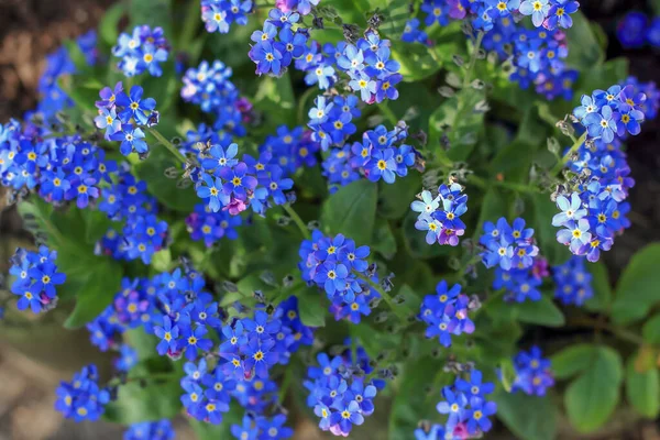 Polonya ormanlarında yetişen mavi unutma beni çiçekleri.