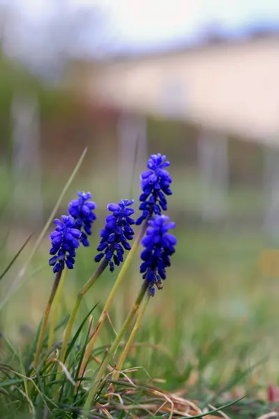 ポーランドの背景にぼやけた草原の青い花 — ストック写真