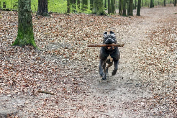 Polonya 'daki ormanda Cane Corso' nun ele geçirilmesi