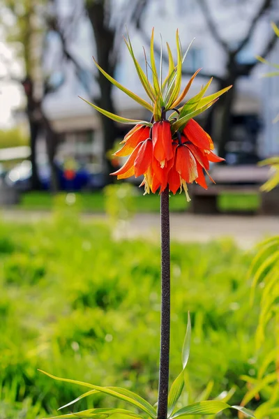 Polonya 'da bir çayırda büyüyen kraliyet çiçeği