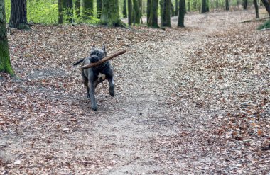 Cane Corso köpeği ağzında bir sopayla ormanda koşuyor.