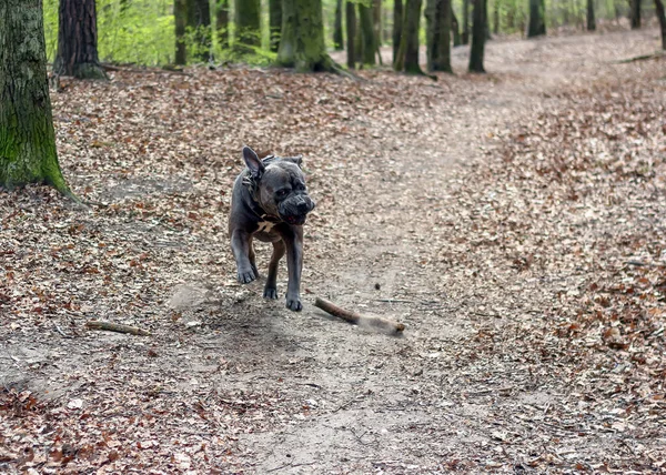 Polonya 'da ormanda oynayan Cane Corso köpeği.