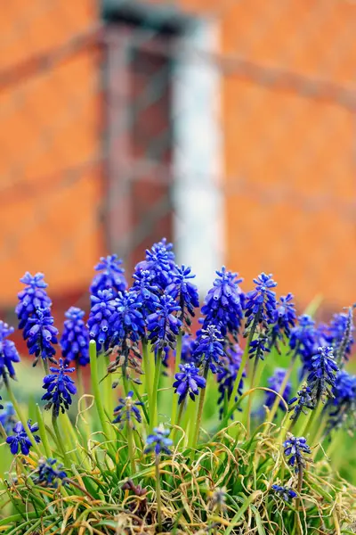 ポーランドの建物の背景にある青い花 — ストック写真