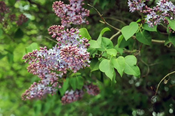 Polonya 'da bulanık bir arka planda leylak çiçekleri