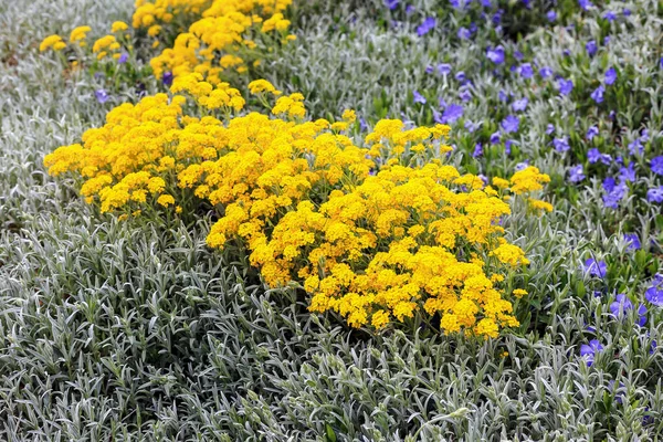 Polonya 'da sarı ve mor çiçeklerle kaplı bir çayır.