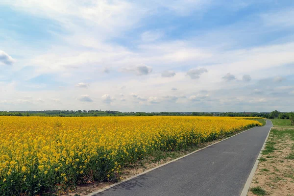 Polonya 'da kolza tohumu tarlası boyunca bir yol