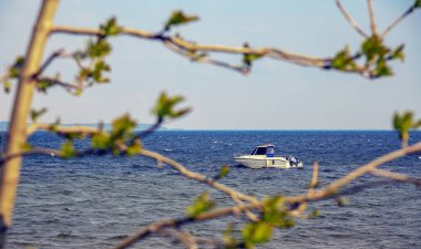Polonya 'daki bulanık dalların arasından görünen bir yat denizde yüzüyor.