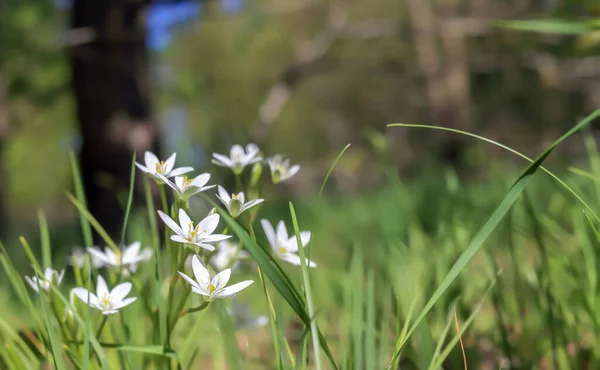 Polonya 'da yeşil bir çayırda büyüyen beyaz çiçekler.