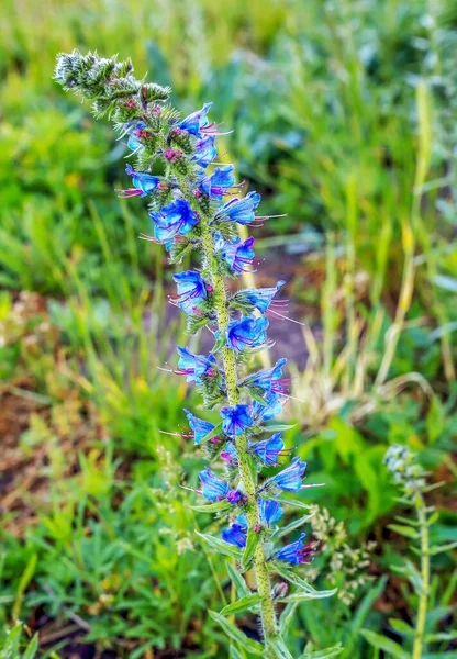 Plant Blue Petals Grows Meadow Poland — Stock Photo, Image
