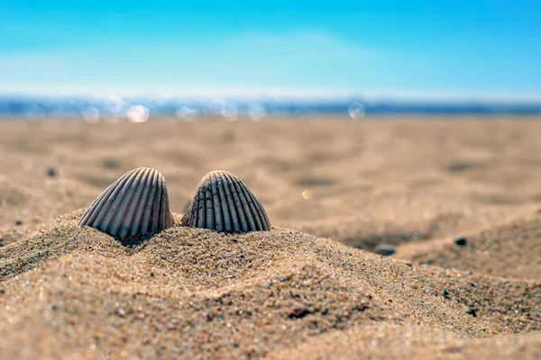 Duas Conchas Parcialmente Enterradas Areia Polónia — Fotografia de Stock