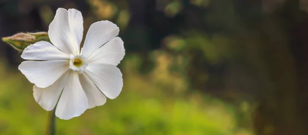 Цветок Белыми Лепестками Размытом Фоне Луга Польше — стоковое фото