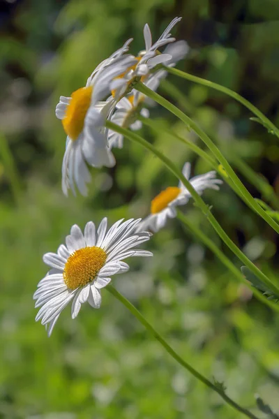 Polonya 'da bulanık bir arkaplanda beyaz-sarı çiçekler