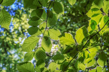 Güneş ışınları Polonya 'daki yeşil yaprakların arasından geçiyor.