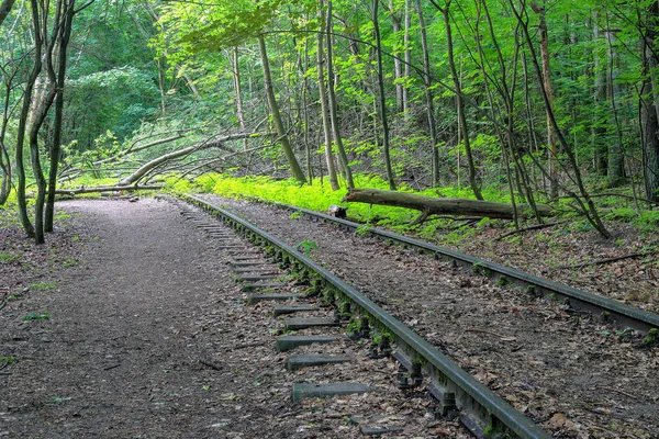Polonya 'da ormandaki bir ağaç rayları kesmiş.