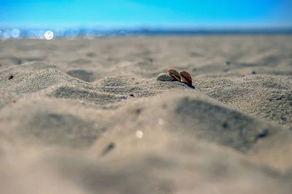 Conchas Mar Deitado Uma Praia Areia Polônia — Fotografia de Stock