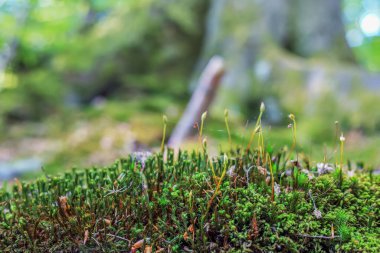 Polonya 'da yakın mesafeden görülen yeşil çalılıklar