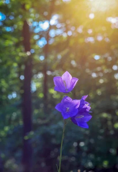 Polonya 'daki campanula çiçeğinin üzerinde parlayan güneş ışınları