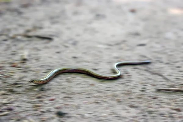 Slow worm crawling fast along the path in Poland