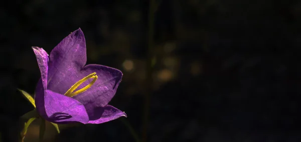 Campanula Κεφάλι Μαύρο Φόντο Στην Πολωνία — Φωτογραφία Αρχείου