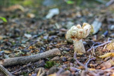 Polonya 'daki çalılıklardan büyüyen beyaz bir mantar
