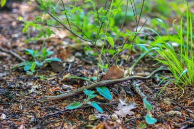 Polonya 'da çimlerin arasında sürünen bir yılan.