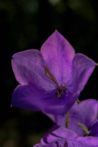 Floare Formă Clopot Violet Fundal Negru Polonia — Fotografie, imagine de stoc