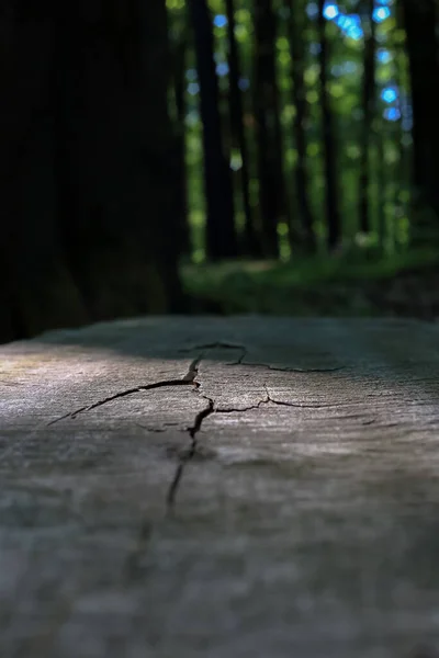 Polonya 'da ormandaki ahşap bankta bir çatlak.