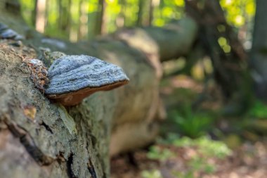 Ormanda düşen bir gövdede büyüyen bir ağaç merkezi.